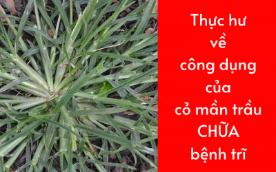 Thực hư về công dụng của cỏ mần trầu chữa bệnh trĩ