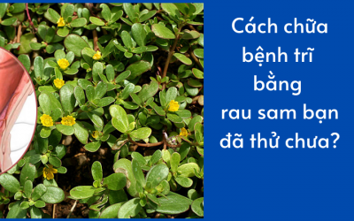 Cách chữa bệnh trĩ bằng rau sam bạn đã thử chưa?