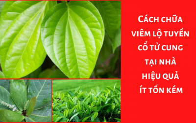 Cách chữa viêm lộ tuyến cổ tử cung tại nhà hiệu quả, ít tốn kém