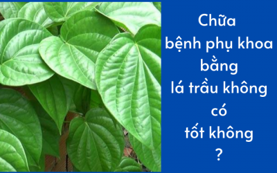 Chữa bệnh phụ khoa bằng lá trầu không có tốt không?