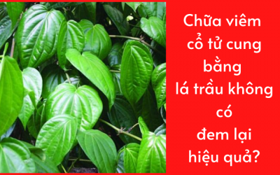 Chữa viêm cổ tử cung bằng lá trầu không có đem lại hiệu quả?