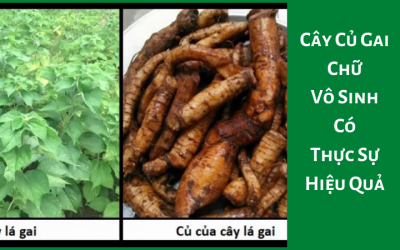Cây Củ Gai Chữa Vô Sinh Có Thực Sự Hiệu Quả – Bác Sĩ Tư Vấn