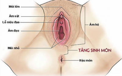 Tầng Sinh Môn Là Gì? Những Thông Tin Chị Em Cần Biết