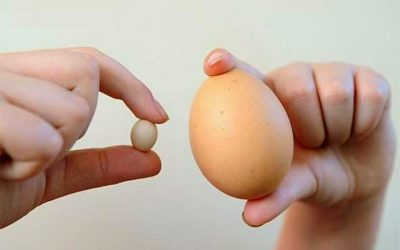 Teo Tinh Hoàn Là Gì? Thông Tin Từ A – Z Về Bệnh Teo Tinh Hoàn