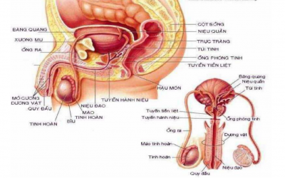Quan Hệ Xong Tinh Trùng Chảy Hết Ra Ngoài Có Thụ Thai Được Không?