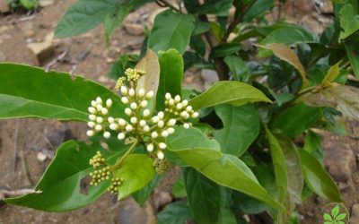 [Hỏi – đáp] – Những ai không nên uống xạ đen?