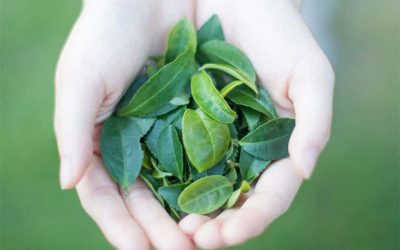 TOP cách xông vùng kín bằng lá trà xanh hiệu quả nhất hiện nay