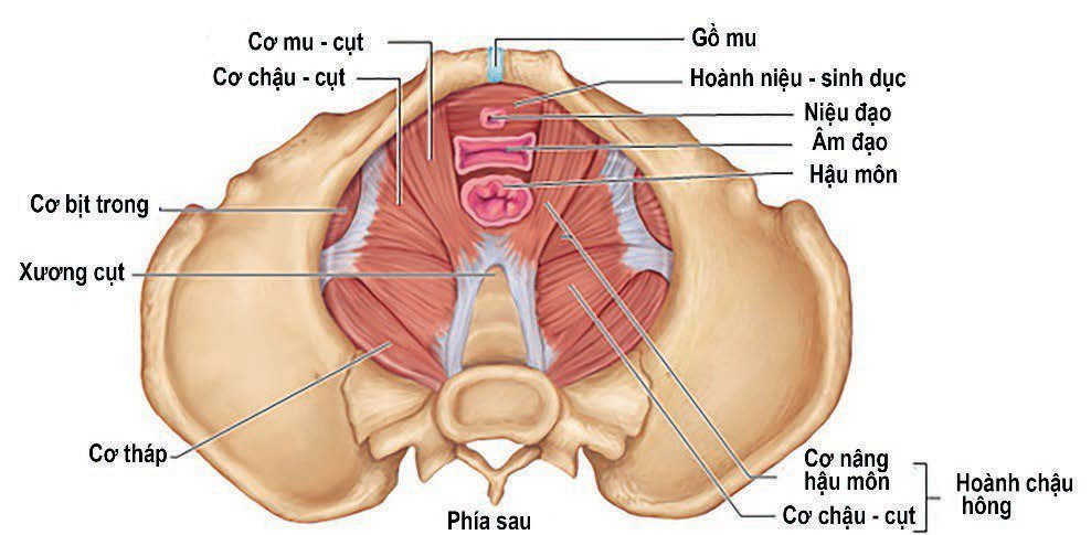 Massage vùng đáy chậu