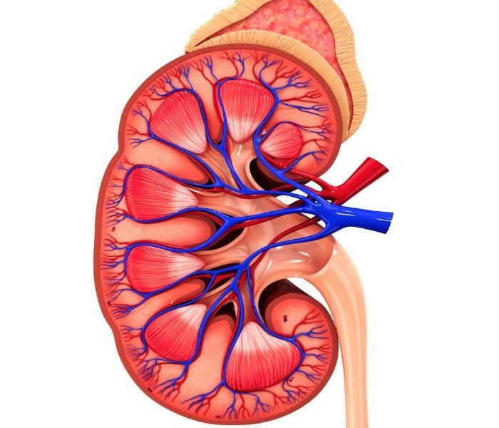 Nguyên do tại sao bị đi tiểu nhiều khi uống bia